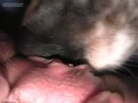Shaved pussy got licked by a dog zoofilia xxx